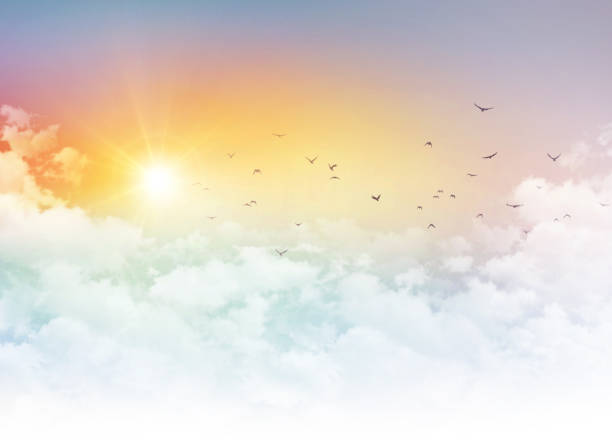 istock Sunrise and flying birds 1350022651