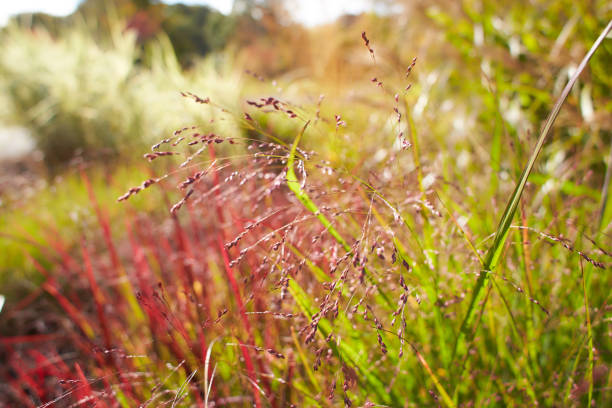 istock Blooming red grass on edge of sunny summer day. 1350023030