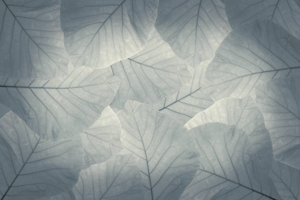 istock Leaf background advertising banner with copy space. 1350024561
