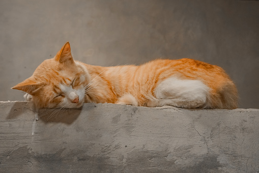 Orange cat is sleeping on the wall.  The cat is closing its eyes