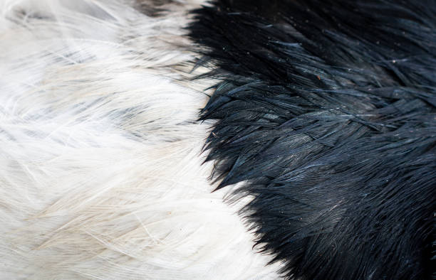 istock white and black magpie feathers with visible shapes. 1350027687