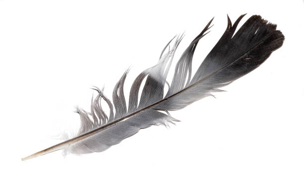 istock a pigeon feather on a white isolated background 1350027735