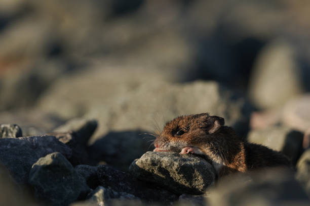 돌에 누워 죽은 마우스 - dead animal mouse dead body death 뉴스 사진 이미지