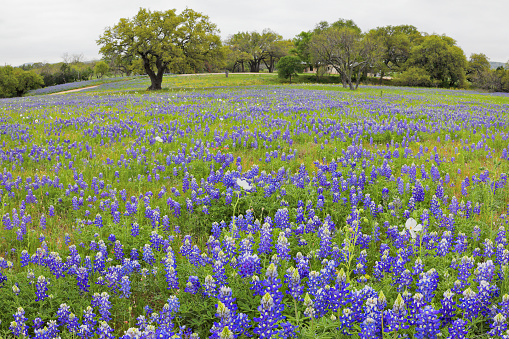 A field of Bluebonnets in Texas Hill Country.