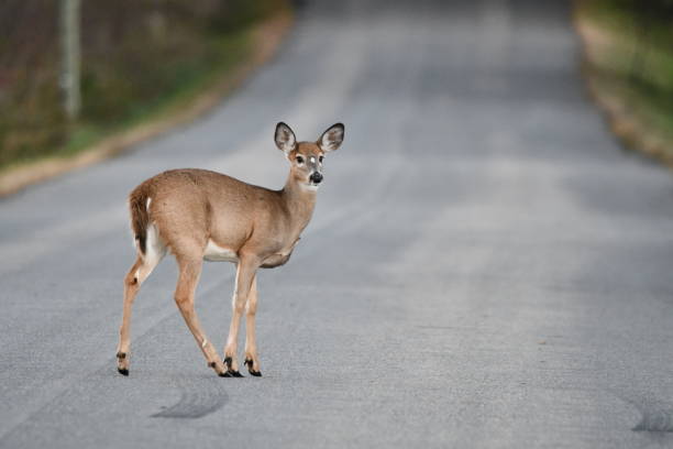 White Tailed Deer doe on road Close up of a White Tail Deer doe crossing road doe stock pictures, royalty-free photos & images