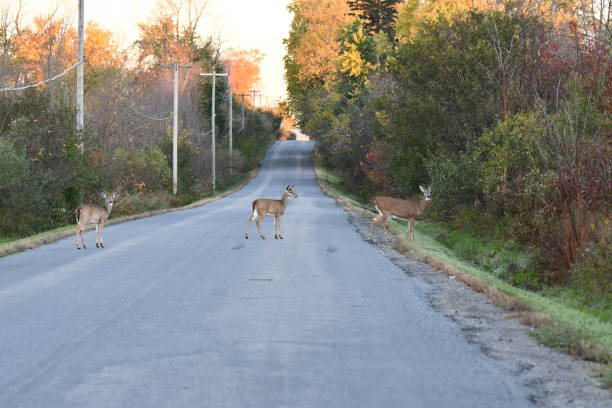 istock White Tailed Deer herd crossing road 1350031030