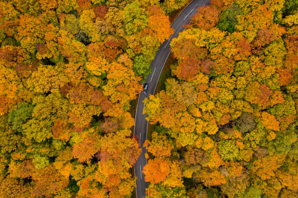istock Aerial View Directly Above Autumn Leave Colored Forest with Road 1350031695