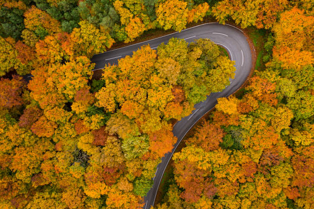 istock Aerial Top View Country Road Curve Through Autumn Leaf Colored Forest 1350031721