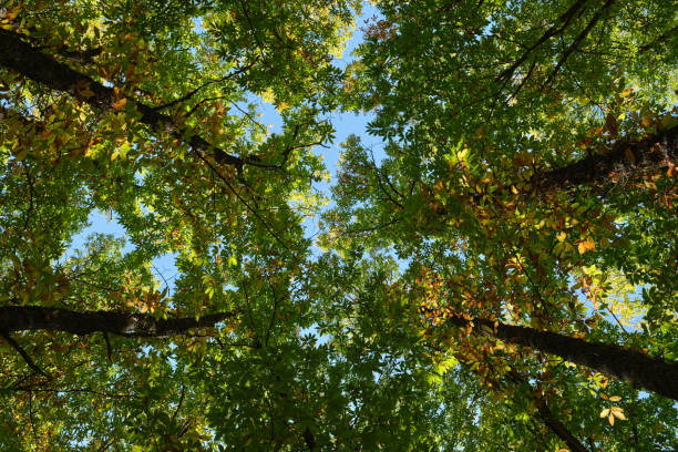 istock High angle view of chestnut tree forest in Spain 1350031950