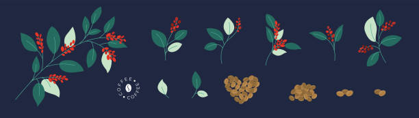 Set of vector illustration of coffee tree branches with berries and roasted coffee beans Set of vector branches of coffee tree or plant with leaves and ripe red berries. Roasted coffee beans. Isolated illustration for logo, poster, menu. Specialty cafe, packaging design elements, print coffee tree stock illustrations