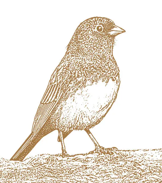 Vector illustration of Dark Eyed Junco