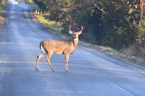 Autumn Scene of a close up of a White Tail Deer buck with full antlers standing in the middle of a country road