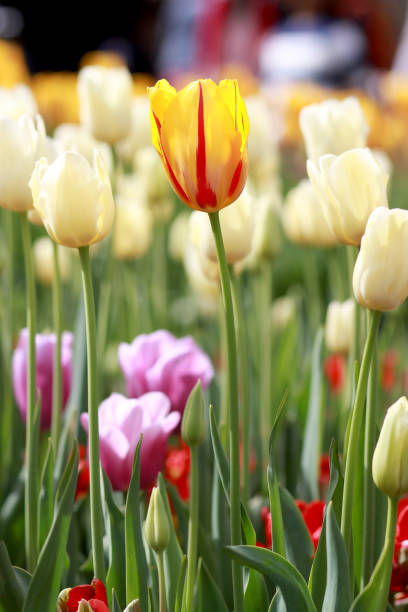 istock Multi colour Tulips at Araluen Botanic Park, Perth Western Australia 1350033152