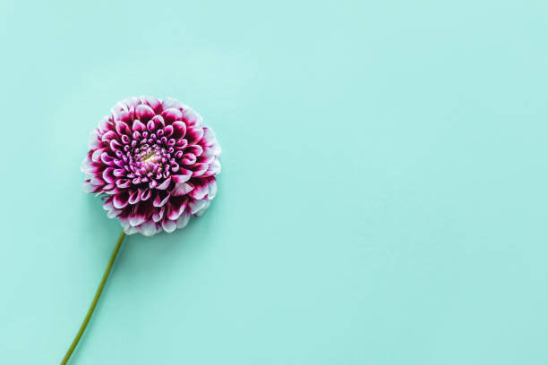 istock Amazing Dahlia flower on a turquoise pastel background. 1350034539