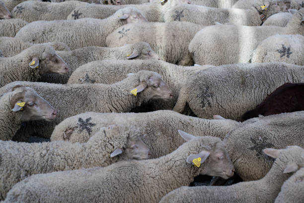 istock Big group of white sheep moving down a street 1350034838