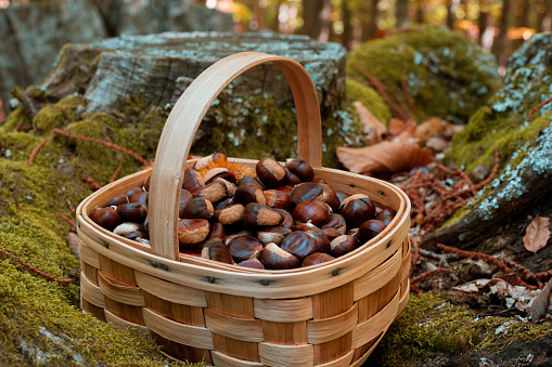 Baskets full of wild chestnuts and some edible mushrooms