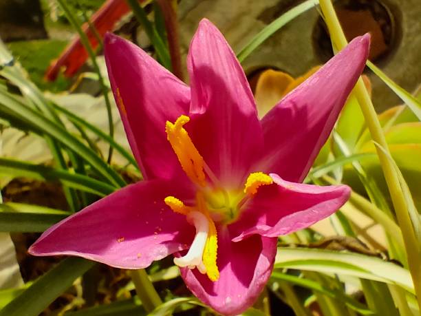 istock Close-up view of a reblooming daylily 1350035728