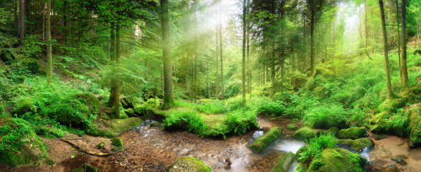 paisaje forestal con rayos de luz que caen a través de la niebla - glade fotografías e imágenes de stock