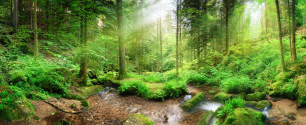 Forest scenery with rays of light falling through mist Panoramic forest scenery with rays of light falling through mist, lush green foliage and a stream with tranquil clear water glade stock pictures, royalty-free photos & images