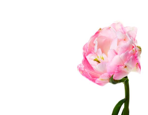 istock Peony shaped, pink with white tulip Angelique 1350036623