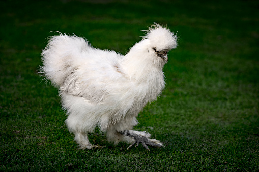 White Silkie hen on meadow. This breed has several unusual characteristics such as: atypically fluffy feathers that are often described as silky or furry, five toes, black skin and bones...