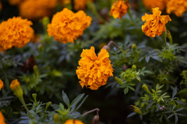 istock orange flowers in the nature 1350038179