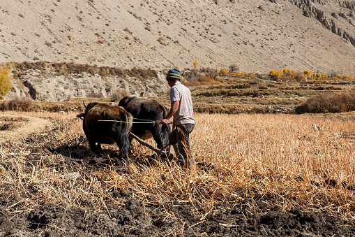 Kagbeni, Mustang District, Nepal - November 19, 2016: Nepalese man works his land with yaks and a wooden plow. rustic lifestyle in the Himalayas.