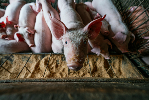 intensive livestock farming: Indoor in a litter box; single sow-pig laying on her side with newborn suckling piglets.