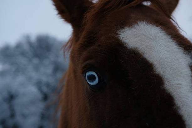 close up of a chestnut brown horse in falling snow