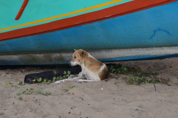 istock Stray dog resting under a boat 1350039498