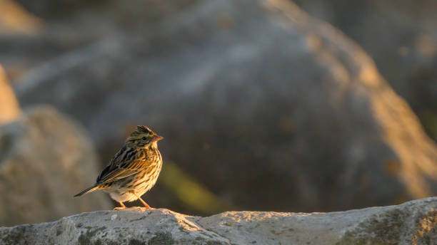 sparrow on the rocks - passerculus sandwichensis imagens e fotografias de stock