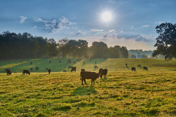 istock Cows grazing in the morning sun. 1350043451