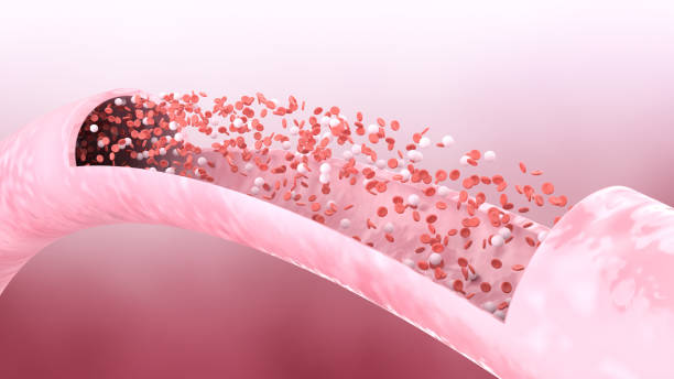 Human Blood Cells, Illustration stock photo