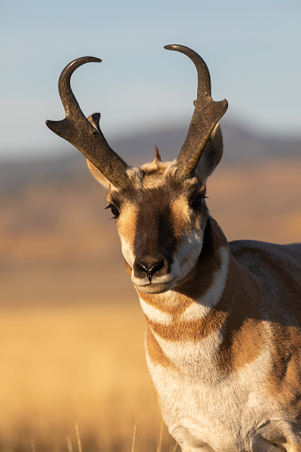 a pronghorn antelope buck in Wyoming in autumn