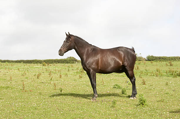 istock Dark brown horse in field side on 135005468