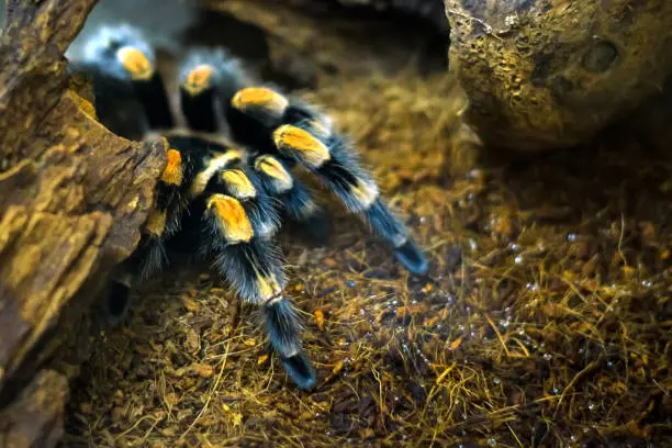 Photo of Brachypelma smithi. A tarantula spider sits in a shelter awaiting prey.