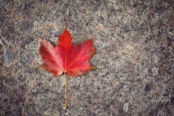 istock Red maple leaf on the marble floor. Vintage style picture with copy space. 1350059769