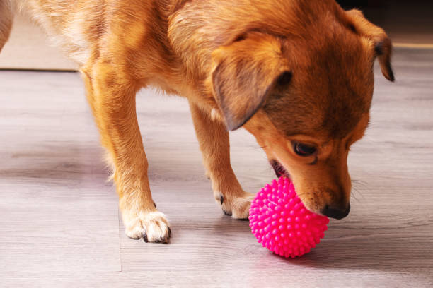 istock Dog playing with a ball in the house 1350061082