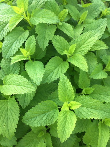 istock Peppermint plant in the garden 1350061083