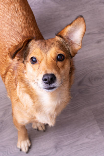 istock Redhead dog with one stand ear, portrait closeup 1350061197