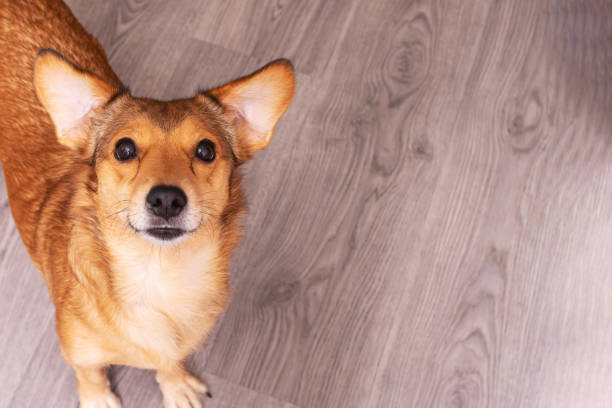 istock Redhead dog with two stand ears, portrait closeup 1350061210