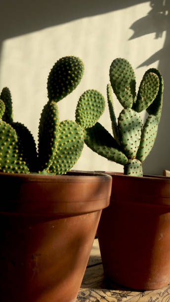 istock Cactus plant on the table, interior room design photo background 1350062841