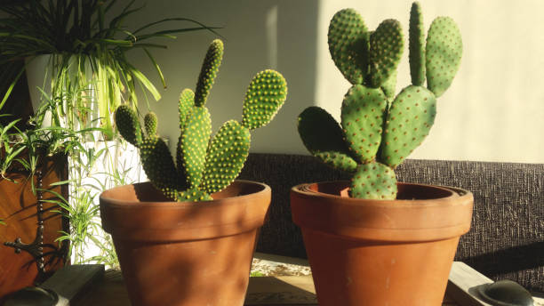 istock Cactus plant on the table, interior room design photo background 1350062842