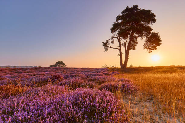 istock Blossoming heather at sunrise 1350064258