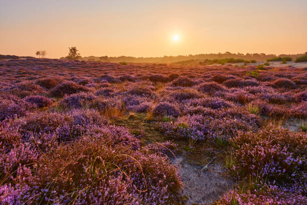 istock Blossoming heather at sunrise 1350064266