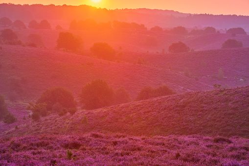 Sunrise during an early morning over blossoming heather in the Veluwe nature reserve, the Netherlands. There are various trees in the field and in the background is a bigger forest.  There are no clouds in the sky and the setting sun gives it a beautiful color.