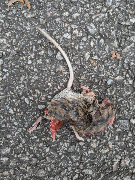 dead mouse - dead animal mouse dead body death imagens e fotografias de stock