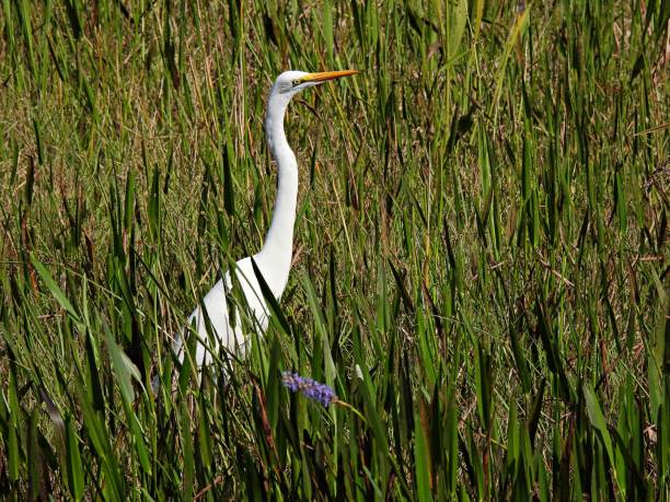 istock Great Egret (Ardea alba) in the Florida wetlands 1350065038