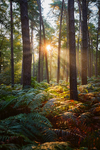 A forest during sunrise. The sun shines brightly through the leaves and branches of the trees and it creates sunbeams. Low on the ground grow plants with big leaves.