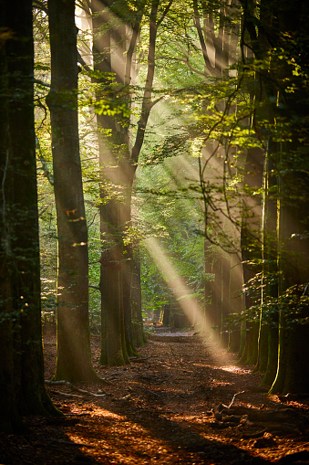 An empty path going through a forest on a sunny day. The sun shines brightly through the leaves and branches of the trees and it creates sunbeams.